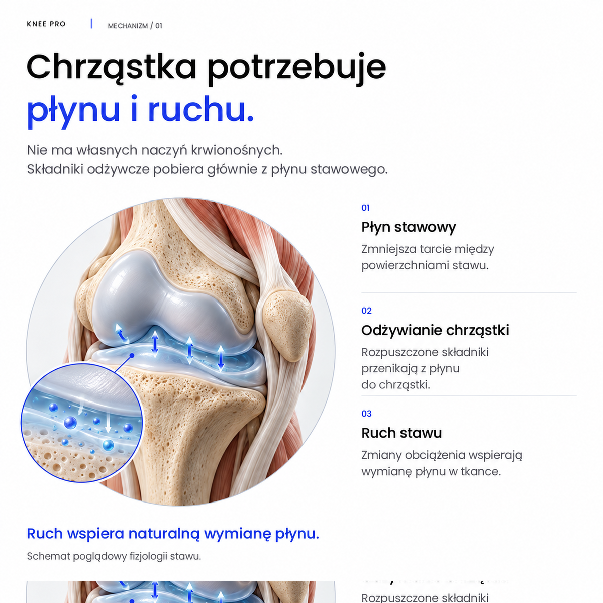 Chrząstka potrzebuje płynu i ruchu: płyn stawowy, odżywianie chrząstki, ruch stawu