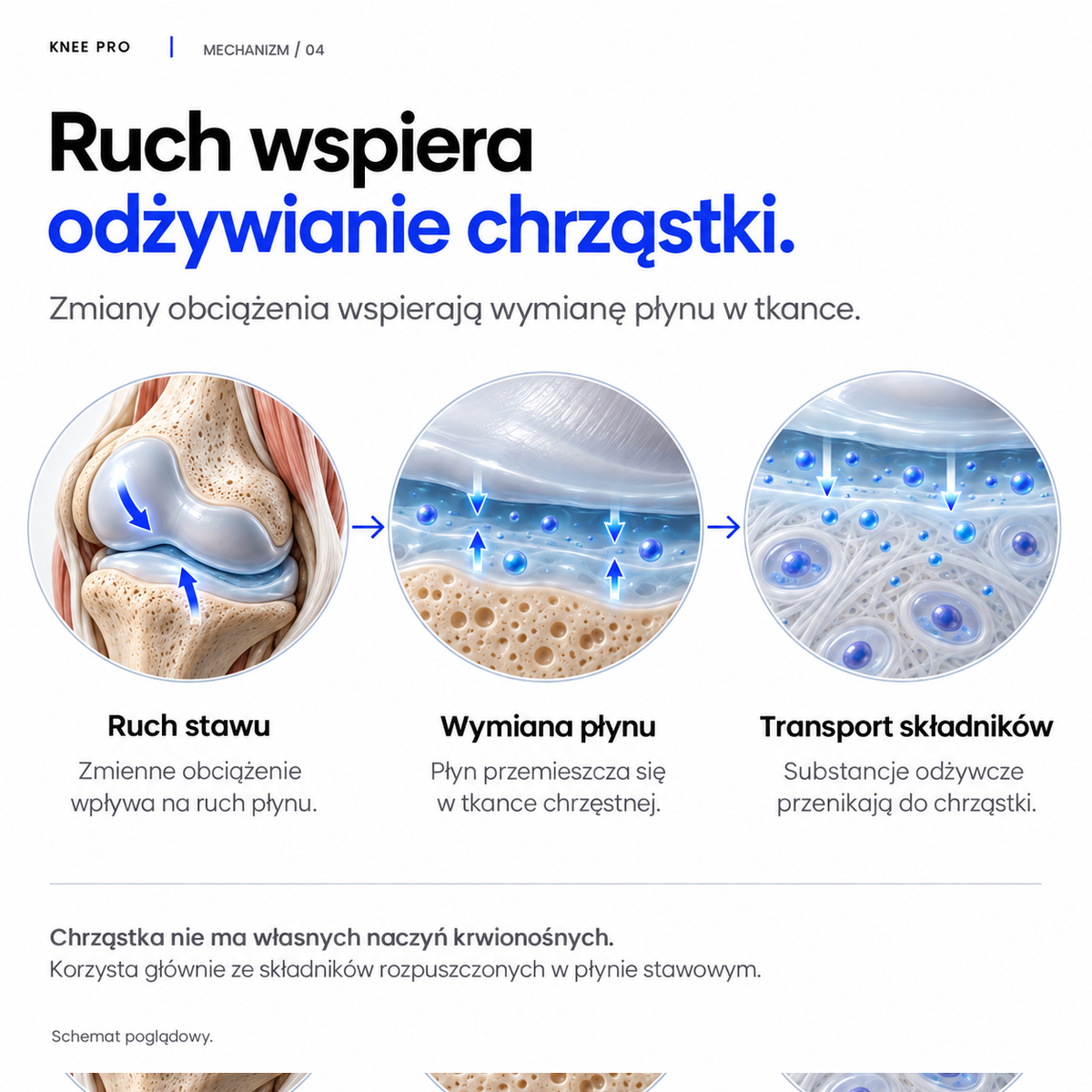 Ruch wspiera odżywianie chrząstki: ruch stawu, wymiana płynu, transport składników