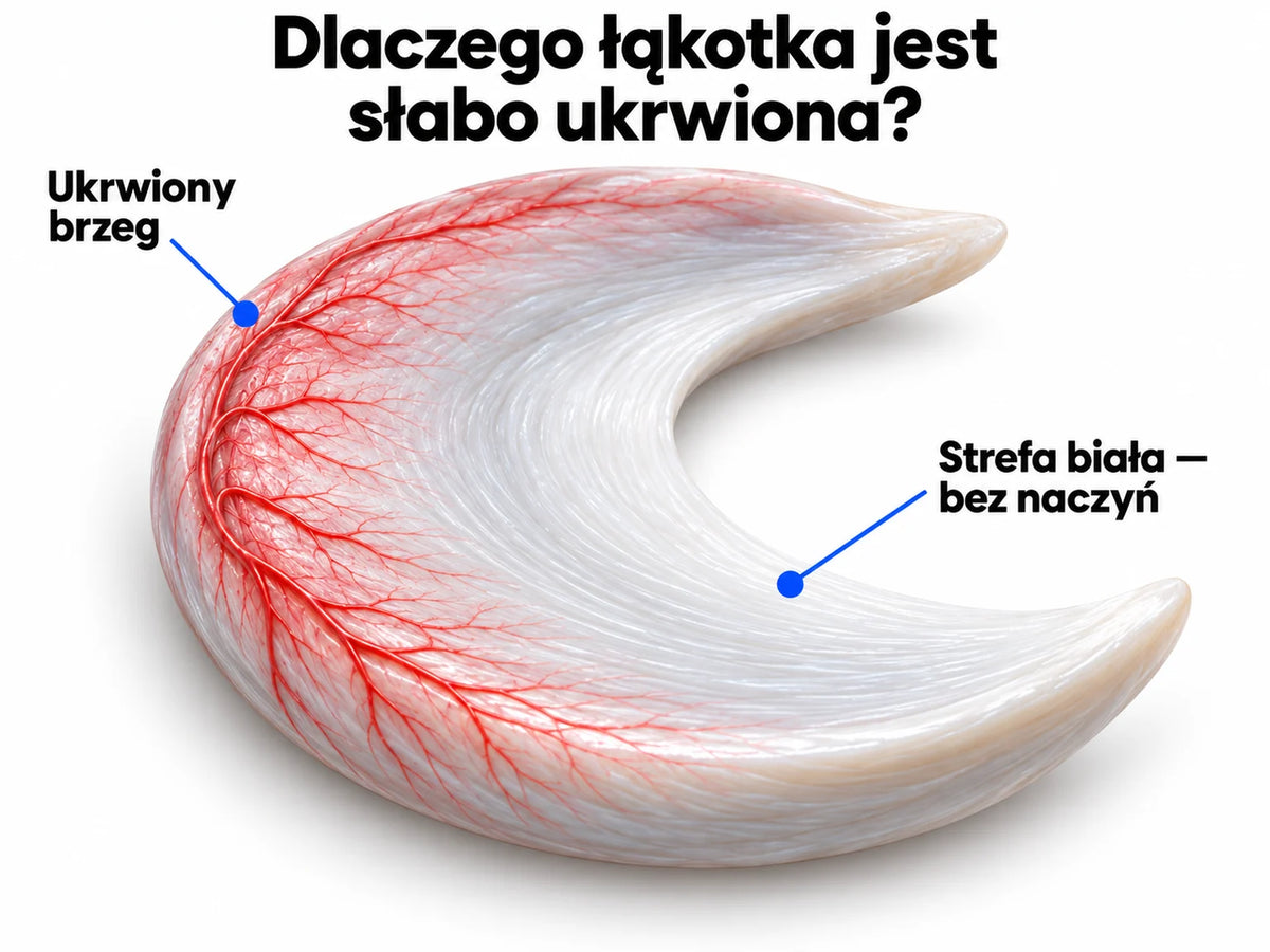 Łąkotka w zbliżeniu na białym tle: ukrwiony zewnętrzny brzeg oraz wewnętrzna strefa biała bez naczyń.
